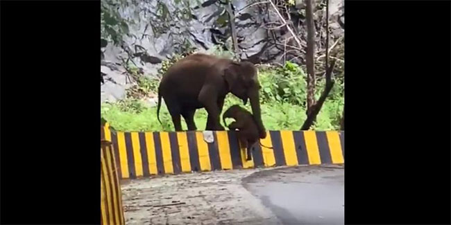 Viral: Mother Elephant Helps Bay To Mount Barrier With Its Trunk