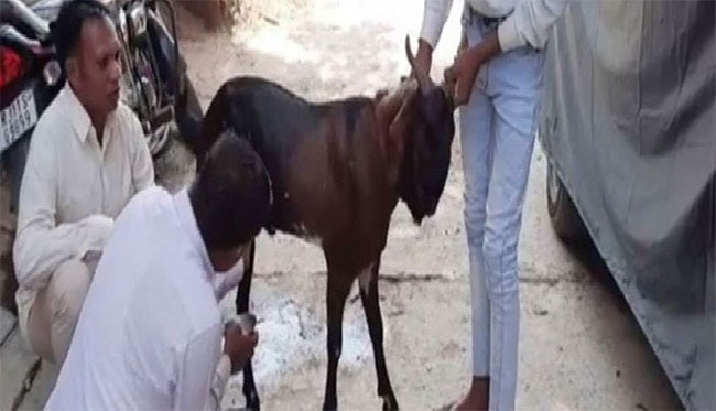 రాజస్థాన్ లో వింత ..  పాలిస్తున్న మగ మేక