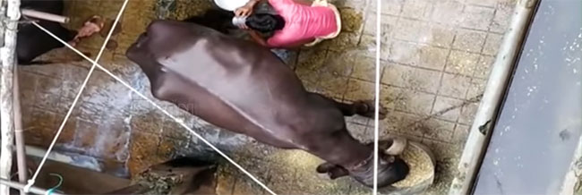 వీడి దగ్గర పాలు కొనేవాళ్లు ఈ వీడియో చూస్తే షాక్