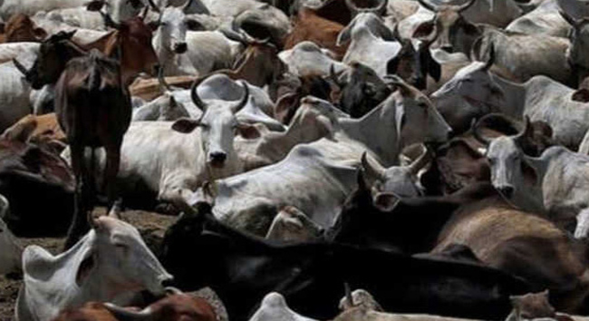 తెలంగాణలో విస్తరిస్తున్న కొత్త వైరస్