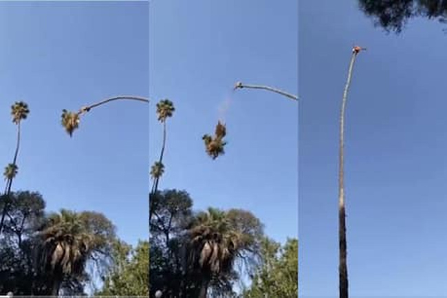 ఓరినాయనో చిటారు కొమ్మన చిత్రం అంటే ఇదేనేమో..