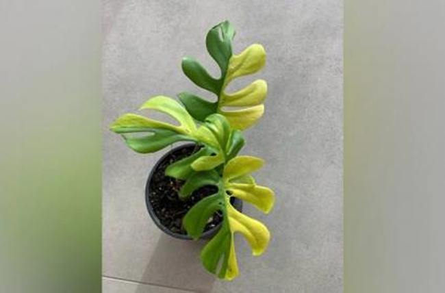 బాప్ రే.. నాలుగాకుల మొక్కకు రూ. 4 లక్షలు బాప్ రే.. నాలుగాకుల మొక్కకు రూ. 4 లక్షలు