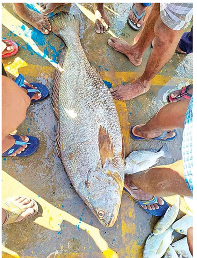 చీరాలలో పడిన చేప రూ.1.70లక్షల పలికింది