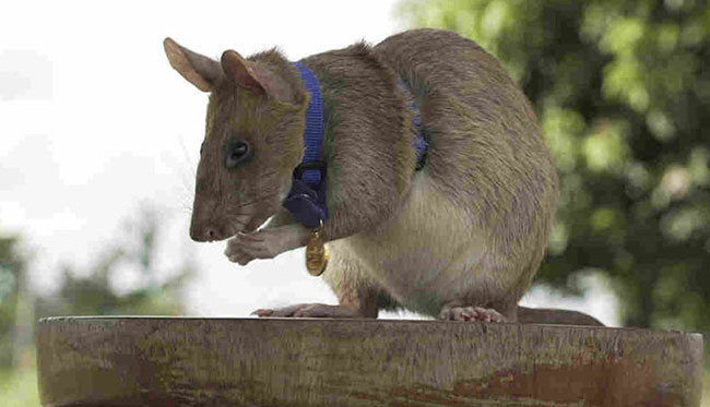 ఈ ఎలుక కెపాసిటీని మీరు అస్సలు నమ్మలేరు