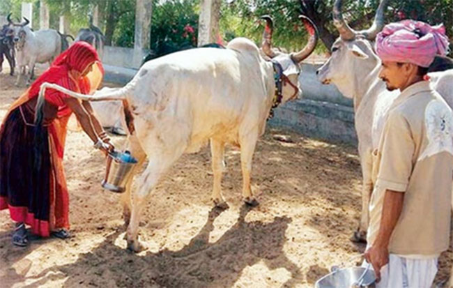 అక్కడ గోమూత్రానికి పెరిగిన డిమాండ్..యజమానులకు డబ్బులే డబ్బులు