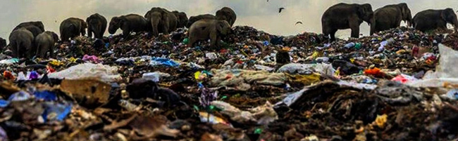 Disturbing Photo of Elephants Wins Prestigious Photo Award