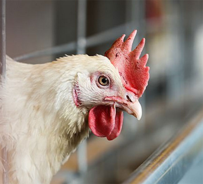 ఛీ..ఛీ.. కోళ్లను రేప్ చేసే భర్త.. వాటిని కోసి వండే భార్య