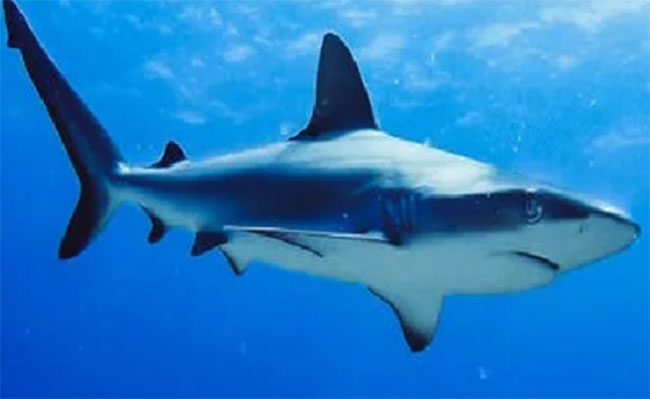 వ్యాక్సిన్ కోసం లక్షల్లో షార్క్ లు బలి కావాల్సిందేనా !