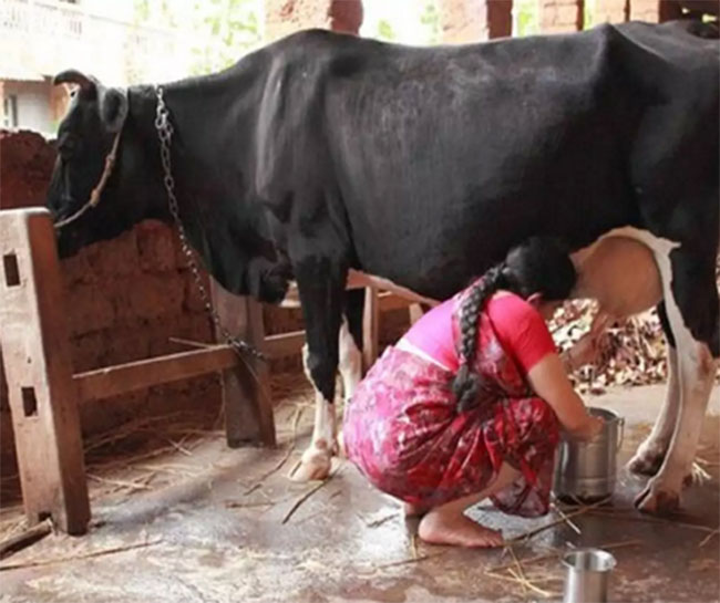 ఆ ఊర్లో పాలు ఫ్రీ..  అమ్మారంటే కష్టాలు తప్పవు