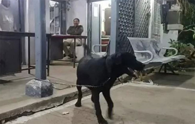 కుక్క కోసం ఇద్దరి కొట్లాట.. డీఎన్​ఏ పరీక్ష చేయించిన పోలీసులు !