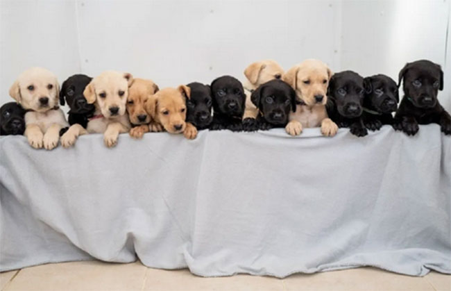 స్వీటీ స్పెషల్.. ఒక్క ఈతలో 18 పిల్లలకు జన్మనిచ్చింది