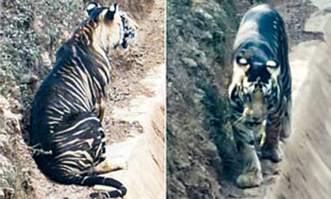 సర్ప్రైజ్ : నల్ల పులి ప్రత్యక్షం.. మరెక్కడో కాదు.. ఇండియాలోనే