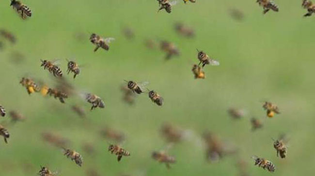 తేనెటీగల దాడిలో టీఆర్ఎస్ నేత మృతి