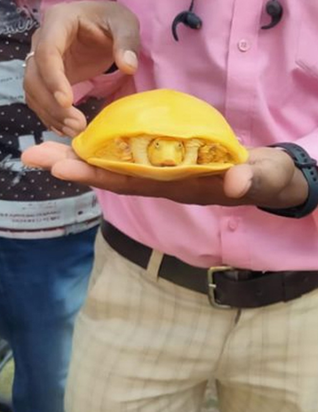 పసుపుపచ్చ తాబేలు.. చూసేందుకు రెండు కళ్లు చాలవు