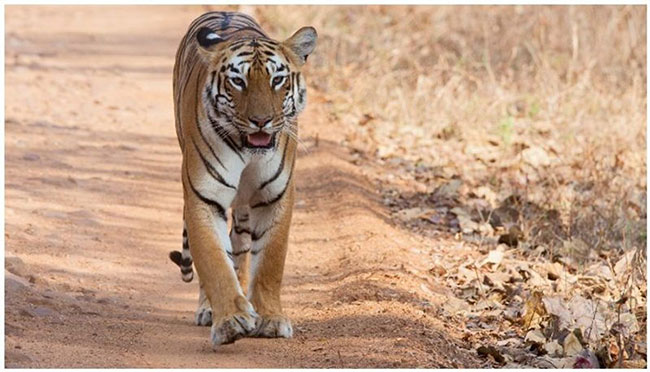 మనిషి రక్తం మరిగిన పులిని పట్టుకునేందుకు భారీ స్కెచ్