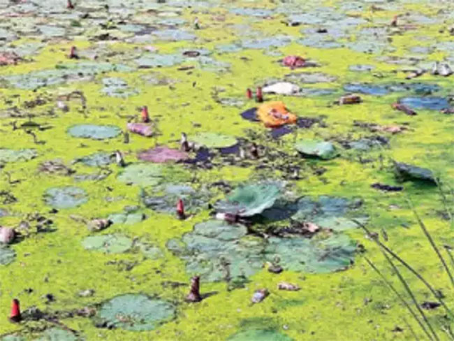 ఆ చెరువులో కలువపువ్వుల మధ్య బీరు పుష్పాలు  !