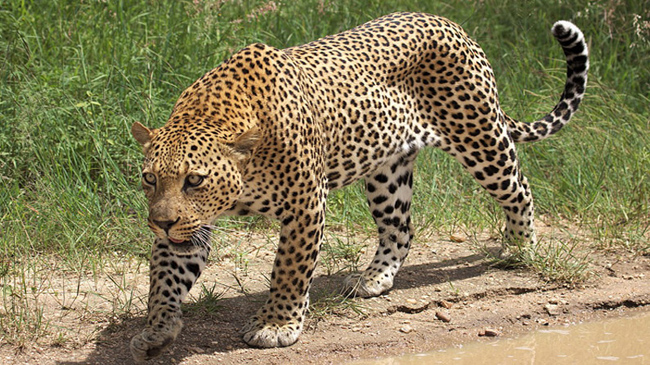 హైదరాబాద్ ఐటీ కారిడార్ లో చిరుత