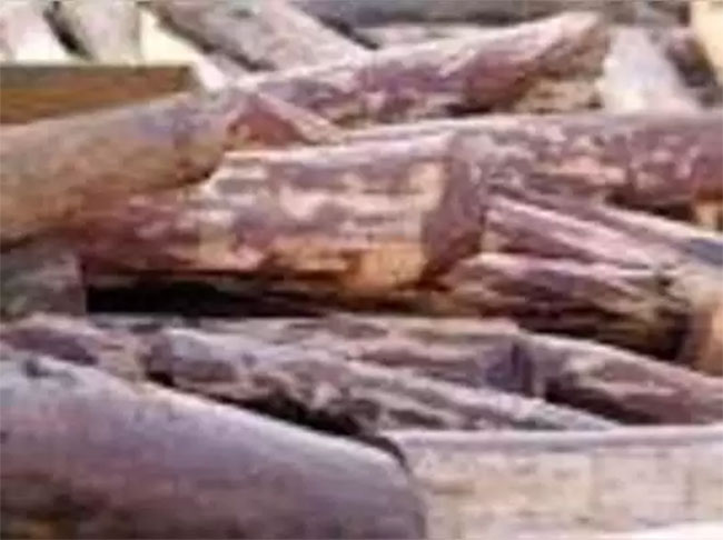 సినిమా తరహా ఐడియాలతో  ఎర్రచందనం స్మగర్లు ..