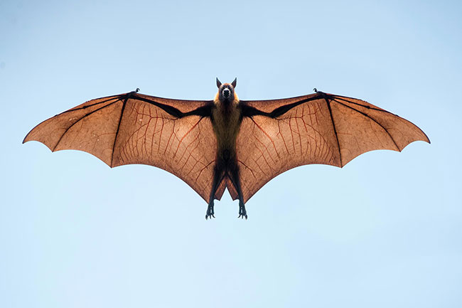 గబ్బిలాల శరీరంలో అంతుచిక్కని రహస్యాలు!