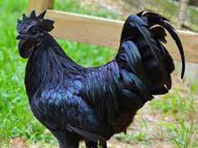 కోడి కాళ్ల వివాదం హత్య దాకా వెళ్లింది