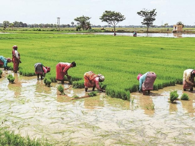 కనుమరుగవుతున్న అన్నదాత.. భూమితో తీరిపోతున్న రుణం.. నేడు జాతీయ రైతు దినోత్సవం