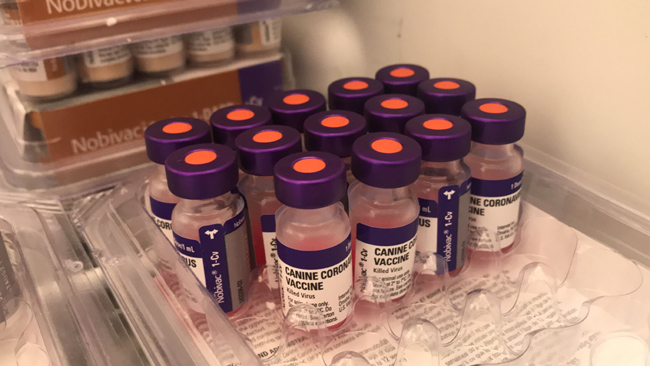 ఇంట్లో పెంపుడు జంతువులకు కరోనా వ్యాక్సిన్ తప్పని సరి!