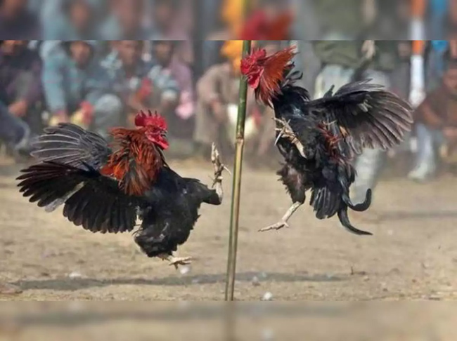 గోదావరి జిల్లాలో జోరుగా కోడిపందేలు.. బరులు సిద్ధం