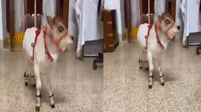 సోషల్ మీడియా ను షేక్ చేస్తున్న పుంగనూరు జాతి బుజ్జి ఆవు .. ప్రత్యేకత ఏమిటంటే !