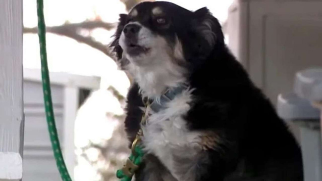 కుక్కకు రూ.36 కోట్లు? కుక్కకు రూ.36 కోట్లు?