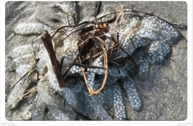 బీచ్ మిస్టరీ.. ఈ రహస్యమైన జంతువేంటో తెలుసా?