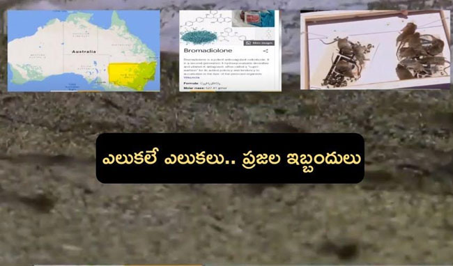 కరోనా కాదు.. వాళ్లకు ఎలుకల పీడ..!