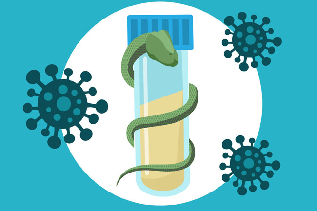 పాము విషంతో కొవిడ్‌కు అడ్డుకట్ట!