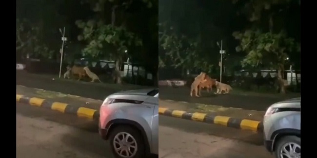 Two lions hunt Cow on a busy road in Gujarat