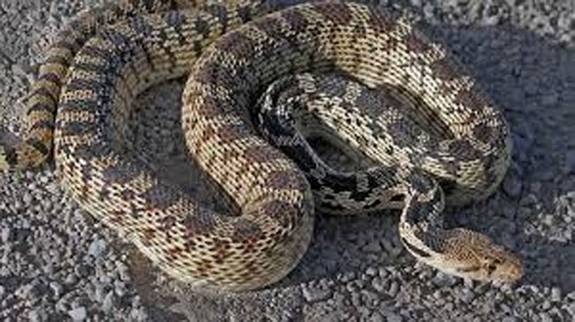 మద్యం మత్తులో పాముని తినేసిన యువకులు.. ఆ తర్వాత ఏమైందంటే