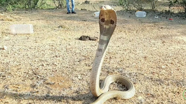 పాము కాటుతో చంపేయడం ట్రెండ్ గా మారింది : సుప్రీం