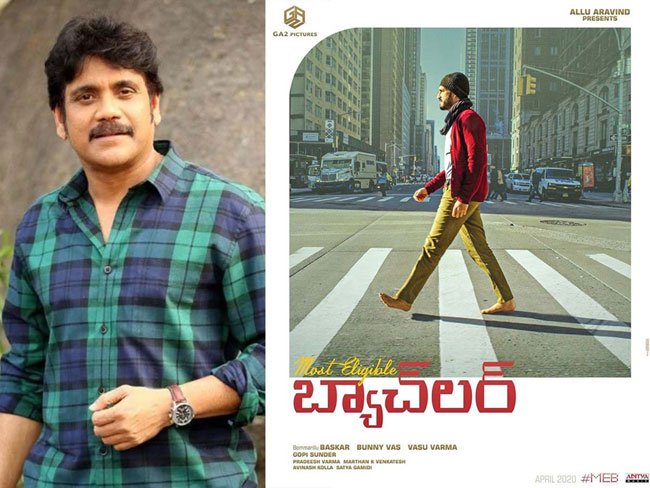 బ్యాచిలర్ కోసం నాగ్‌ కత్తెర?