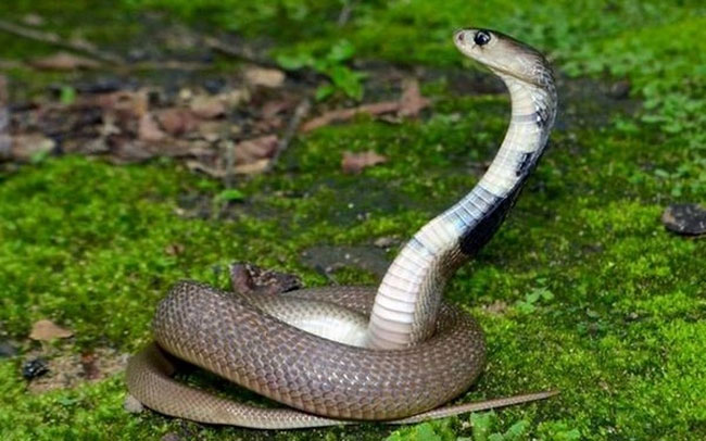 పాముతో భార్యను చంపిన కేసులో కోర్టు సంచలన తీర్పు !