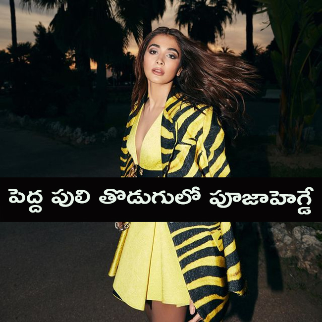పెద్ద పులి తొడుగులో పూజాహెగ్డే!