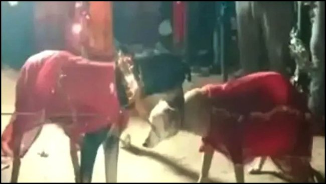 వేద‌మంత్రాలు.. విందు భోజ‌నాలు.. పెంపుడు కుక్క‌ల పెళ్లి.. ఇదో వింత‌!