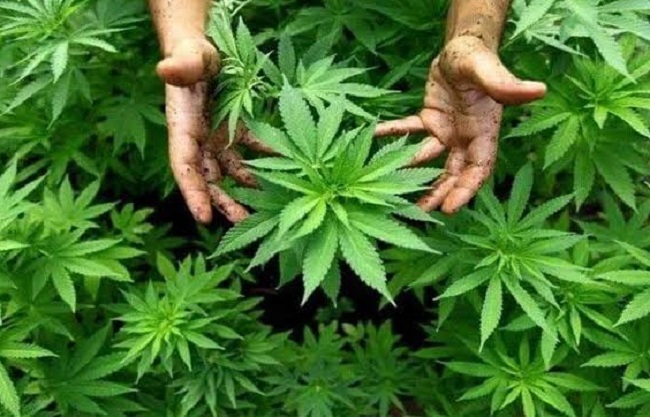 గంజాయి మొక్కను ఇలా కూడా వాడొచ్చా? విలువైన ఉత్పత్తులివీ గంజాయి మొక్కను ఇలా కూడా వాడొచ్చా? విలువైన ఉత్పత్తులివీ