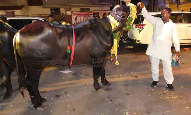 హైదరాబాద్‌ సదర్‌ ఉత్సవాలు.. రూ. 35 కోట్ల గరుడ దున్నపోతు ప్రత్యేకతలివే!