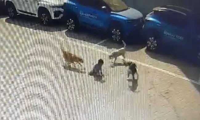 High Court Blames GHMC Authorities Negligence For Dogs Menace!