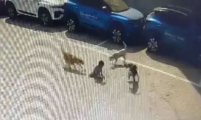 Pack Of Dogs Killed Small Kid In Hyderabad!