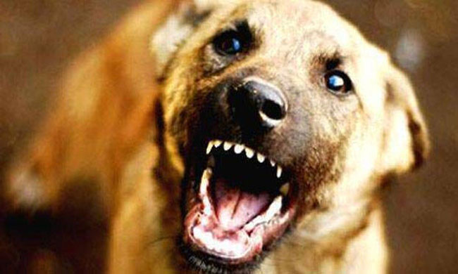 Shocking: Stray Dogs Kill One-Month Infant Baby!